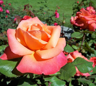 Rosengarten