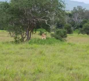 Sarova Salt Lick Game Lodge