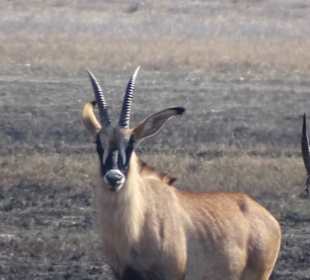 Pferdeantilope im Mahango Game Reserve