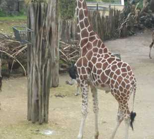 Giraffe
