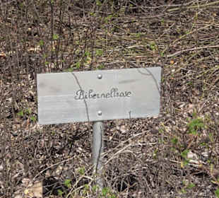 Wildrosenlehrpfad