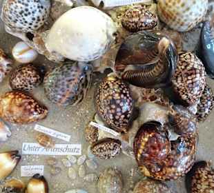 Exponate des Muschelmuseums von Hooksiel