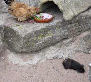 Huhn & Meerschweinchen