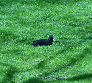 Kormoran