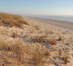 Dünen und Strand