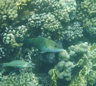 Stülpmaulfisch. Hotel Prima Life Makadi Bay