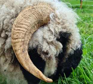 Wandern St. Johann im Pongau