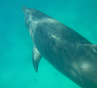 Delfintour