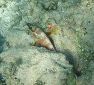 Hotel Sea Life Resort