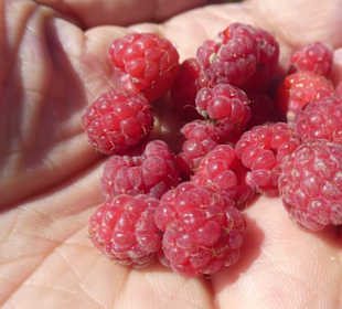 Stärkung auf dem Weg zum Kleinen Arber