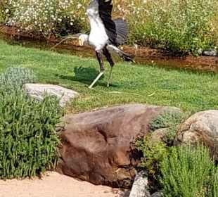 Falconeria Sekretär