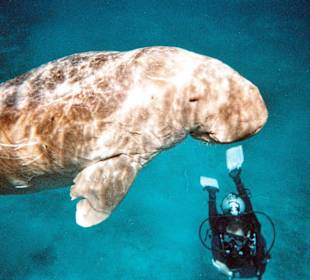 Ein Traum,der nicht zum anfassen ist