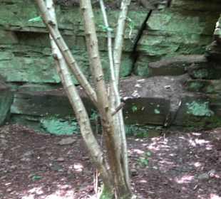 Wanderweg - Alter Steinbruch Pfaffenberg Runde