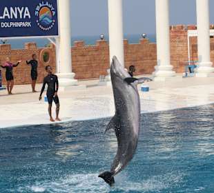 Delfinarium
