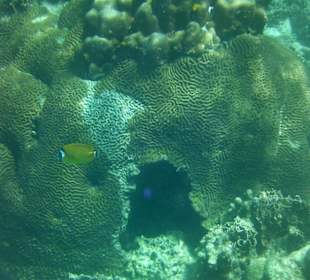 Schnorcheln bei Koh Tao