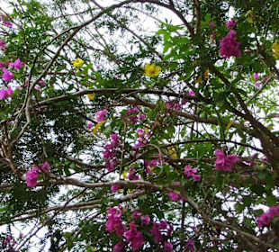 Garten bei der Cenote