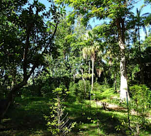 Kaffeesträucher im Botanischen Garten Mascarin