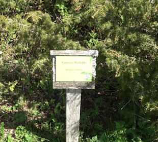 Strauchlehrpfad