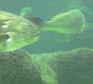 Cretaquarium Thalassocosmos