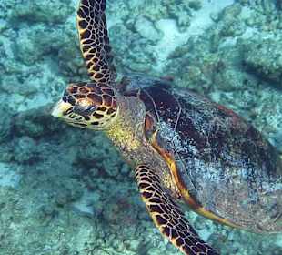 Schnorcheln Schildkröte