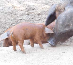 WildparkImpression September 2013