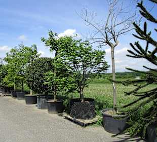 Peterhof-Pflanzen in Hanhofen