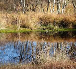 Hochmoor rund um das Ewige Meer