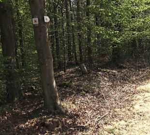 Wanderweg Firstwaldrunde