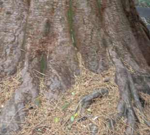 Naturdenkmal Mammutbaum