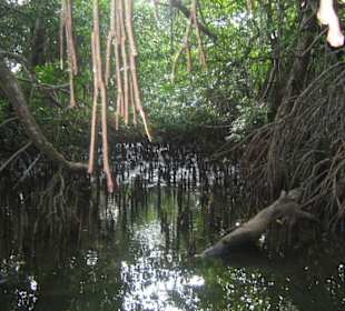 Mangroven