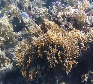 Schnorcheln Soma Bay 