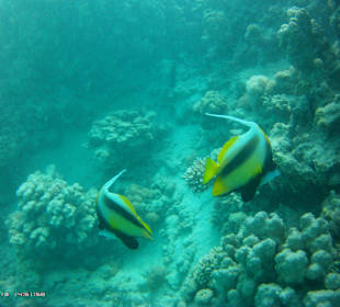 Wimpelfisch