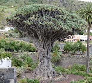 Parque del Drago
