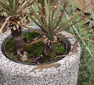 Genießen den Sonnenschein