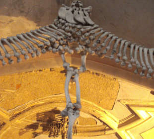 Aufgehängte Knochen