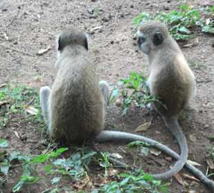 Affen laufen überall rum
