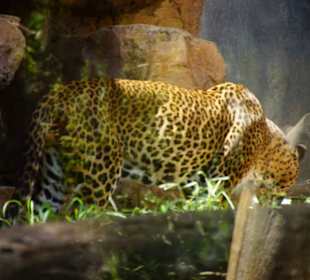 Schöner Stadt Zoo Fuengirola
