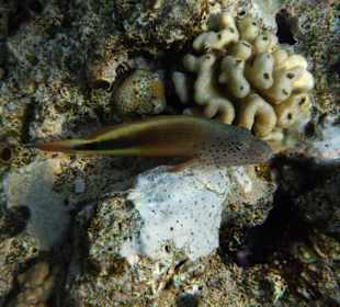 Blackside Hawkfish