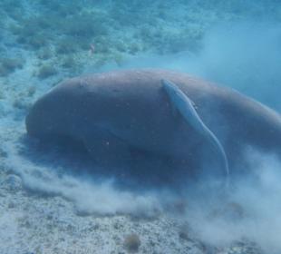 Dugong
