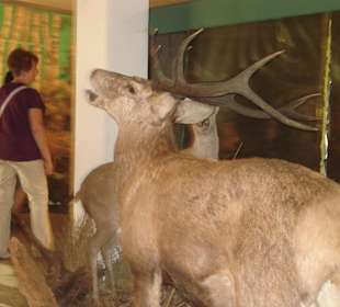 Muzeum figur zwierząt 