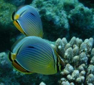 Bunte Fische
