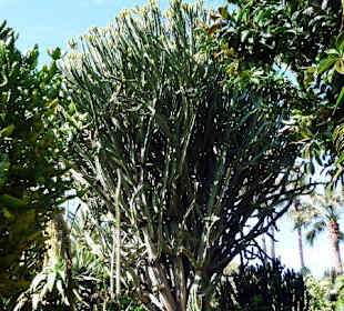 Riesen Kaktee im LoroPark