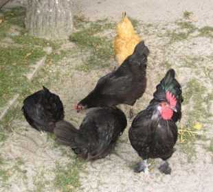 Kühner