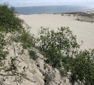 Düne