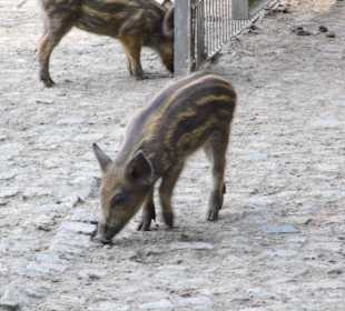 WildparkImpression September 2013