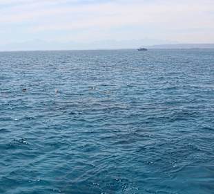 Delfin Tour Hurghada-Morgenland-Delfinschwimmen Hu