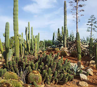 Kakteen soweit das Auge blickt