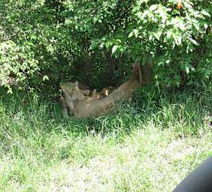 Masai Mara, wer sid euch, ich möchte stillen..