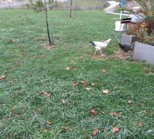 Erlebnisbauernhof und Wildgehege