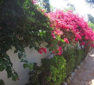 Bougainvilleen wuchern hier wie Unkraut